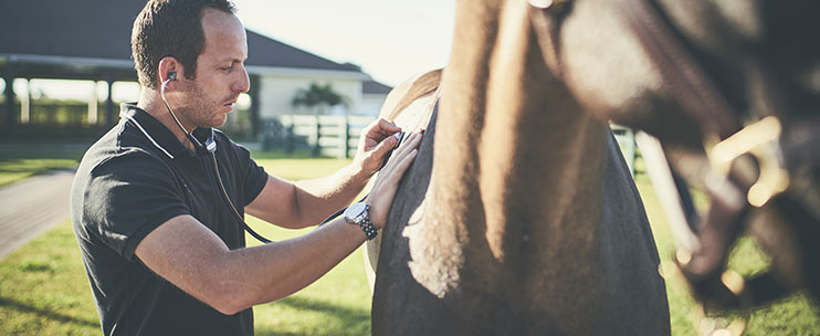 Veterinarian examining horse with image of stomach